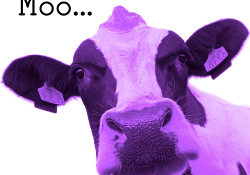 purplecow